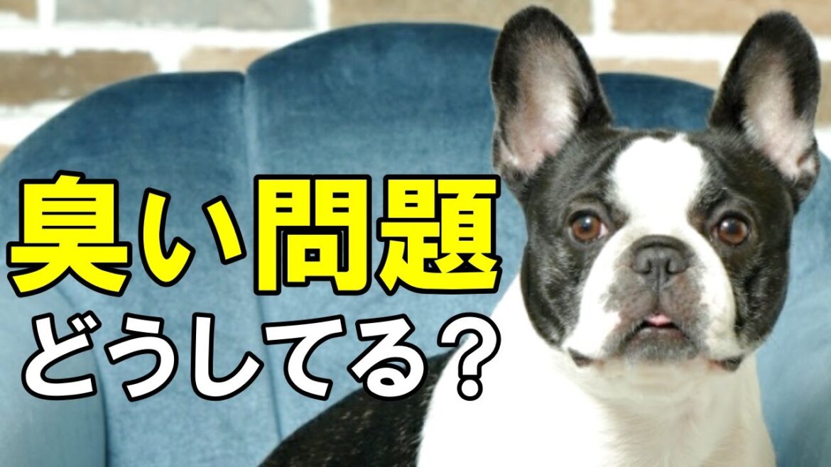 ペットの臭い問題は○○で解決しました！