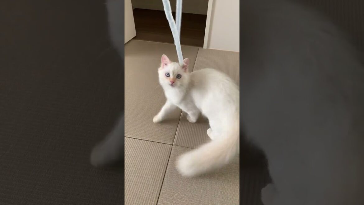 white cat #cat #ねこ #ねこのいる生活 #ラガマフィン #ragamuffin #shorts