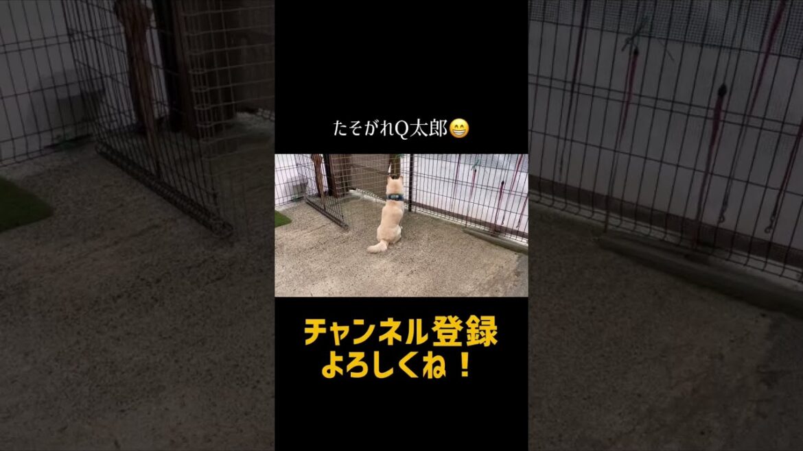 パパ黄昏てる・・・笑 #shorts