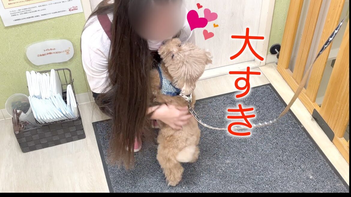 大好きなジィジにも初恋のお姉さんにも再会して大喜び！【トイプードル】