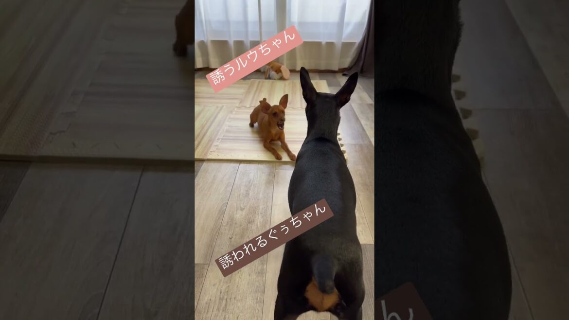 【仲良し】遊びに誘う、るぅちゃん💕　＃ミニチュアピンシャー　#miniaturepinscher #love