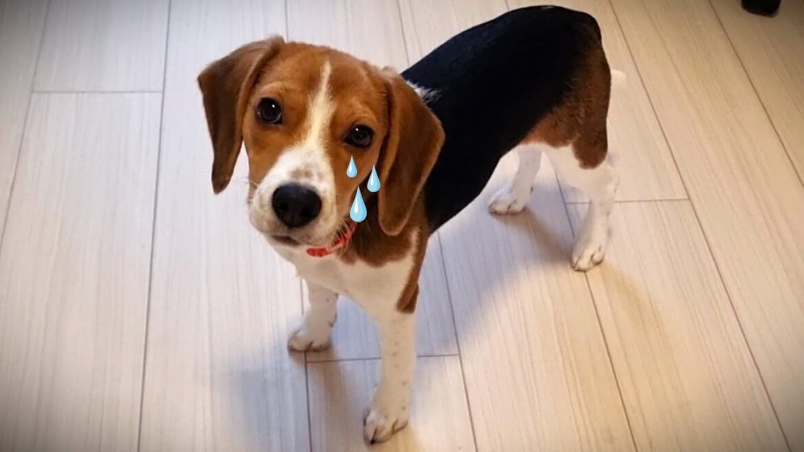 【ビーグル】愛犬の行動に胸が締め付けられました…