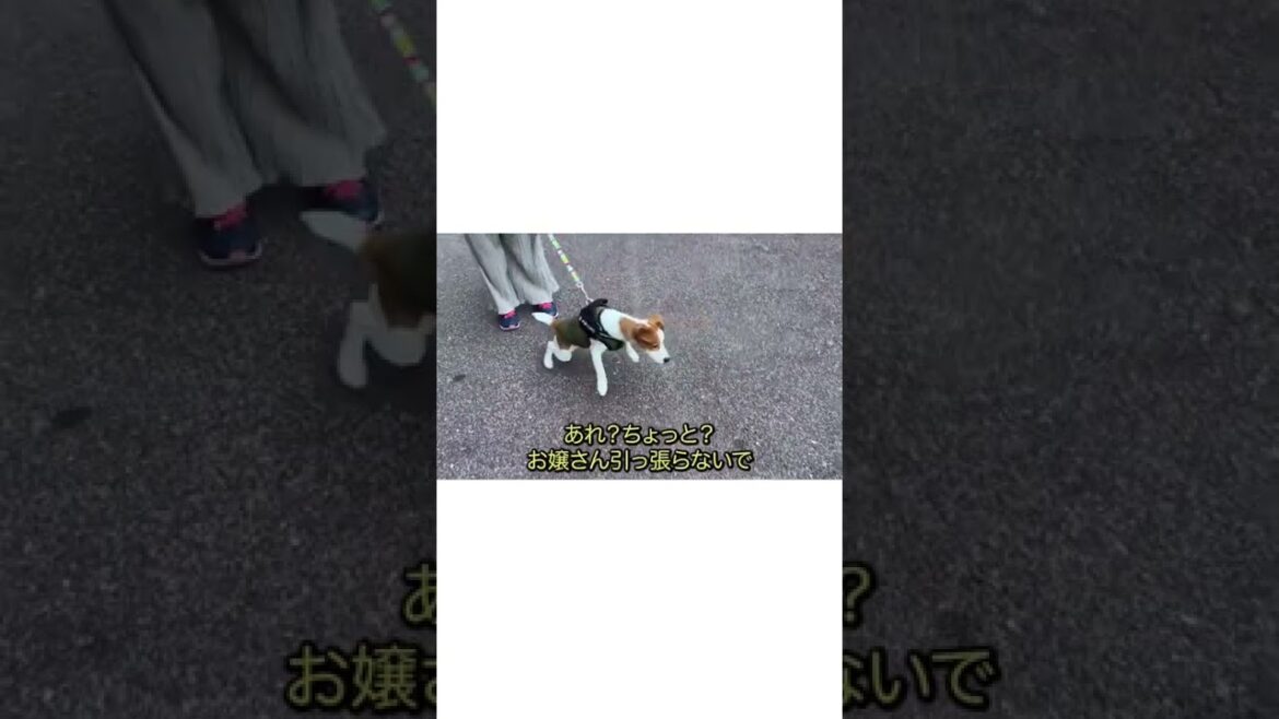 外はいろんな物落ちてるやん［しゃべる犬 ジャックラッセルテリア］#shorts