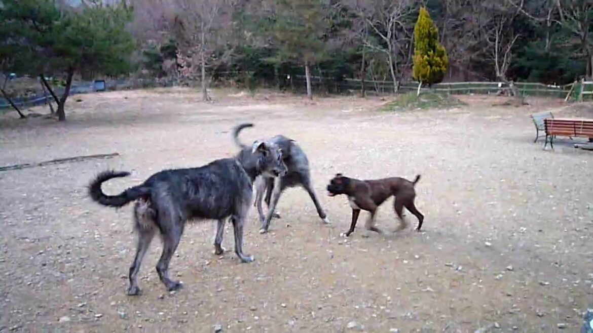 アイリッシュウルフハウンド、ルナ、ファン、とタマちゃん