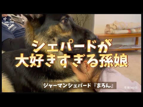 【シェパードが好きすぎる孫娘】シェパードが好きすぎて、くっつきっぱなし^^;仲良しだね~ 【シェパードが好きすぎる孫娘】シェパードが好きすぎて、くっつきっぱなし^^;仲良しだね~
