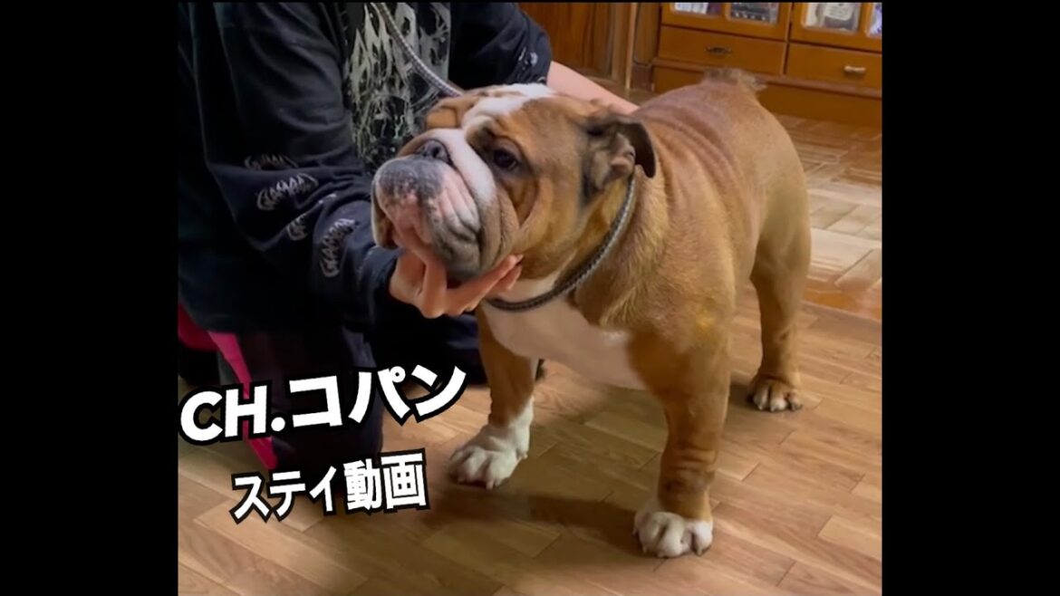 #ブルドッグ#ブルドッグブリーダー#EAST JAPAN KOYAMA犬舎#510 チャンピオン犬コパン🐶ステイ風景! #ブルドッグ#ブルドッグブリーダー#EAST JAPAN KOYAMA犬舎#510 チャンピオン犬コパン🐶ステイ風景!