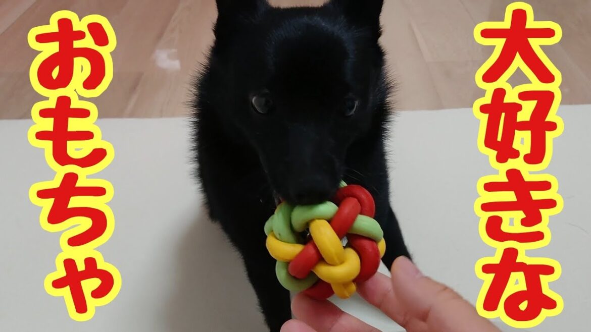 スキッパーキ　クーとの日常　お気に入りのおもちゃで遊ぶ
