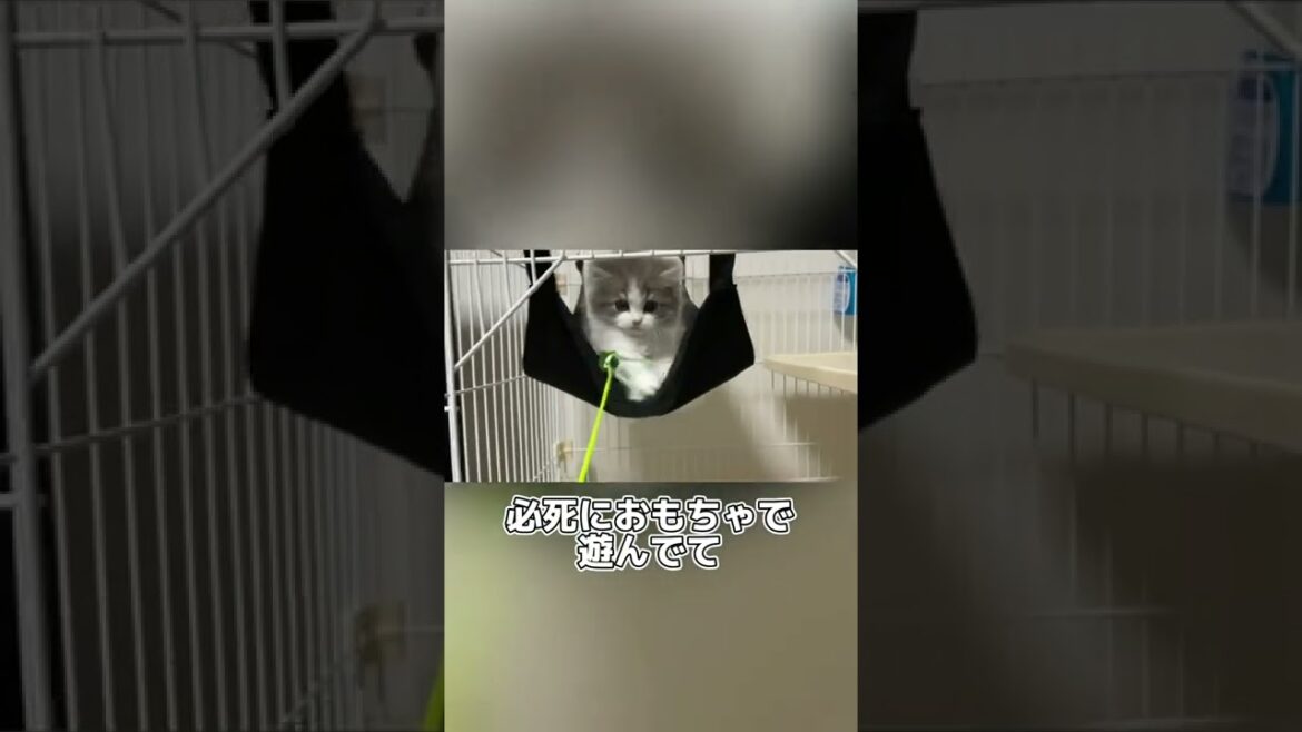 ハンモックが好きすぎる猫【プルプル】ラガマフィン