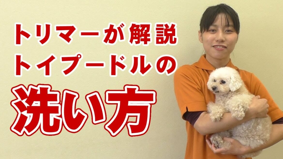 【愛犬のシャンプー】トリマーが解説 トイプードルの洗い方【帝塚山ハウンドカム】