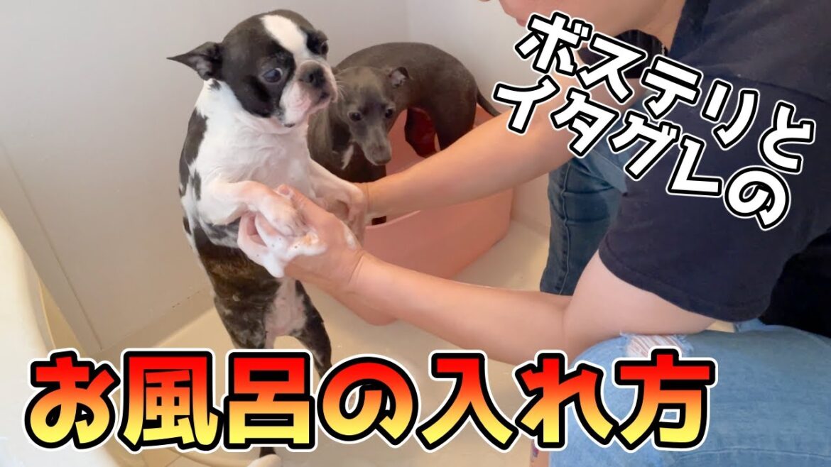 ボステリとイタグレのお風呂の入れ方【ボストンテリアとイタリアングレーハウンド】Boston terrier & Italian greyhound