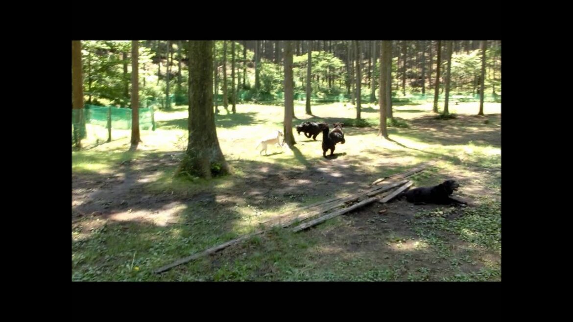 20120519　ニューファンドランド　パックス君と再会♪