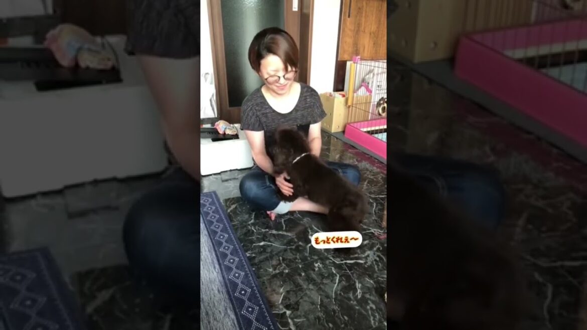 【アメリカンコッカースパニエル】食いしん坊夏樹！【愛犬】　　　#アメリカンコッカースパニエル　#コッカー　#アメコカ　#半年前