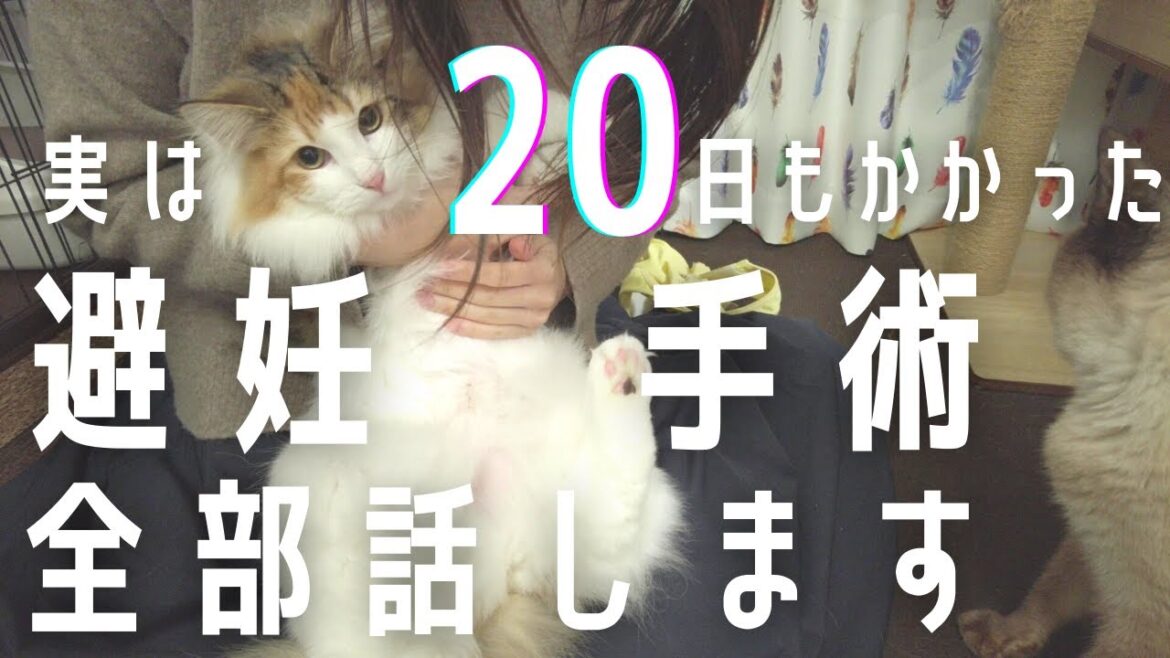 【20日もかかるの！？】避妊手術自体は日帰りなのに20日もかかった理由を全部話し尽くします。【子猫/ノルウェージャンフォレストキャット】