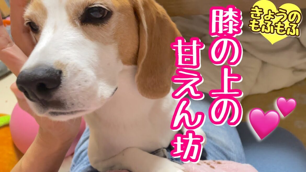 ママの膝の上ではいつまでも甘えん坊の子犬【ビーグルさつき】