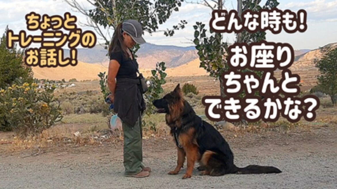 【ジャーマンシェパード】本当のお座りトレーニングってなに？愛犬のお座りトレーニング強化しました！