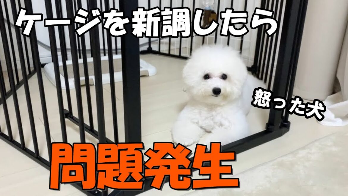 おしゃれなケージを購入しました！【ビションフリーゼ子犬】