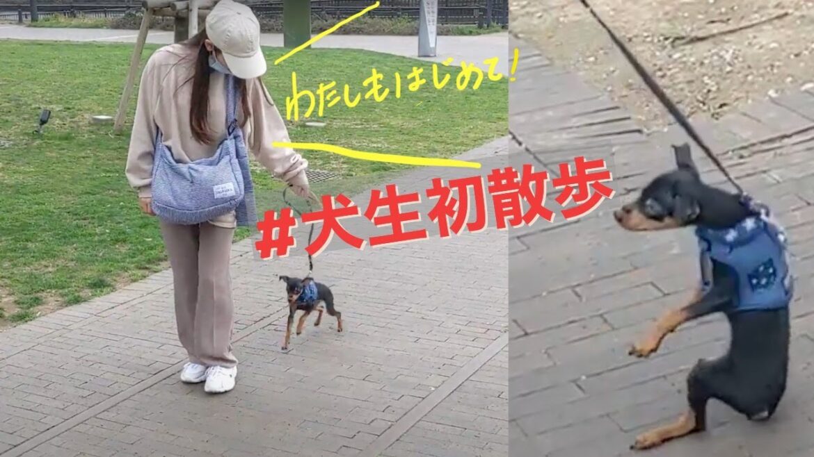 【想像と違った】子犬の初散歩〜ミニピン タンバの小さな大冒険〜【ミニチュアピンシャー】My dog(Puppy 4month) TAMBA’s first walk