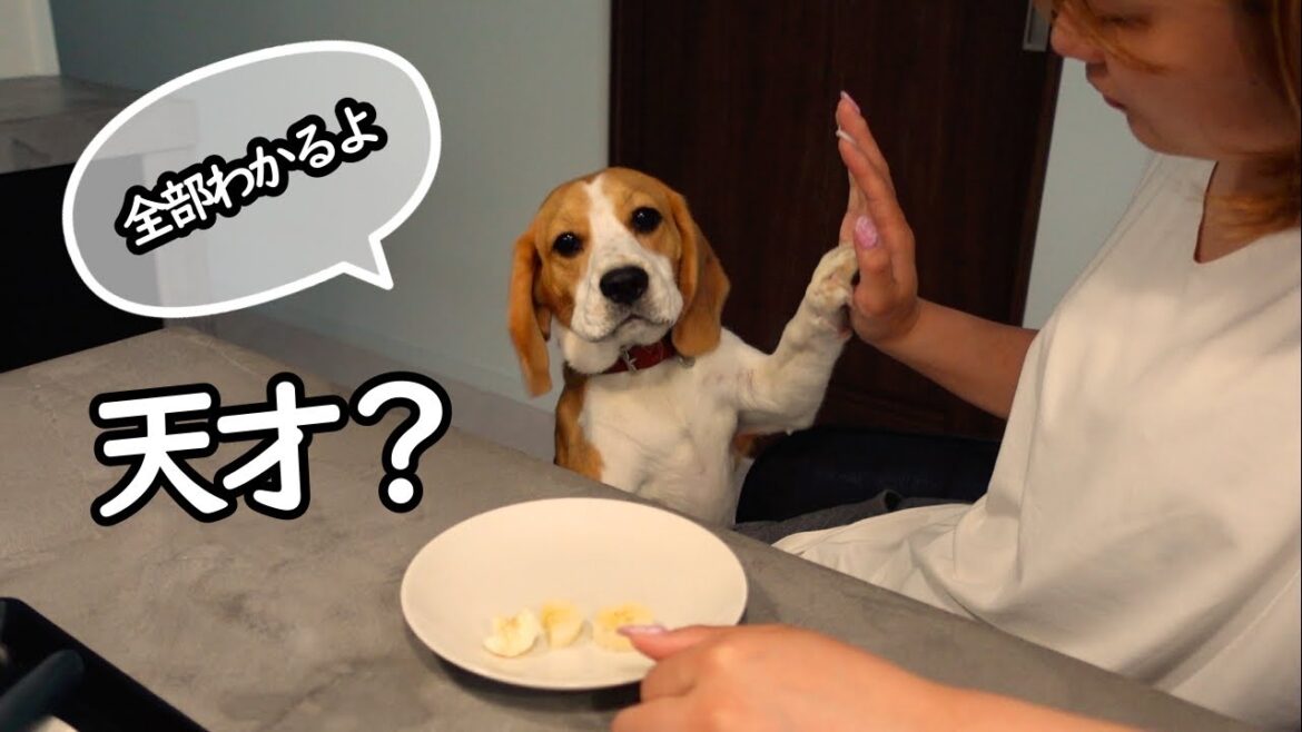 【ビーグル】飼い主の手の動きを完全に覚えてしまった犬