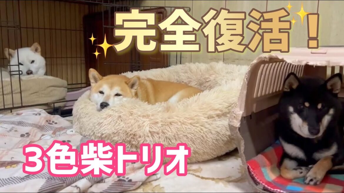 柴犬3色トリオ完全復活！柴犬みかんと黒柴りんごが仲直りしました♪