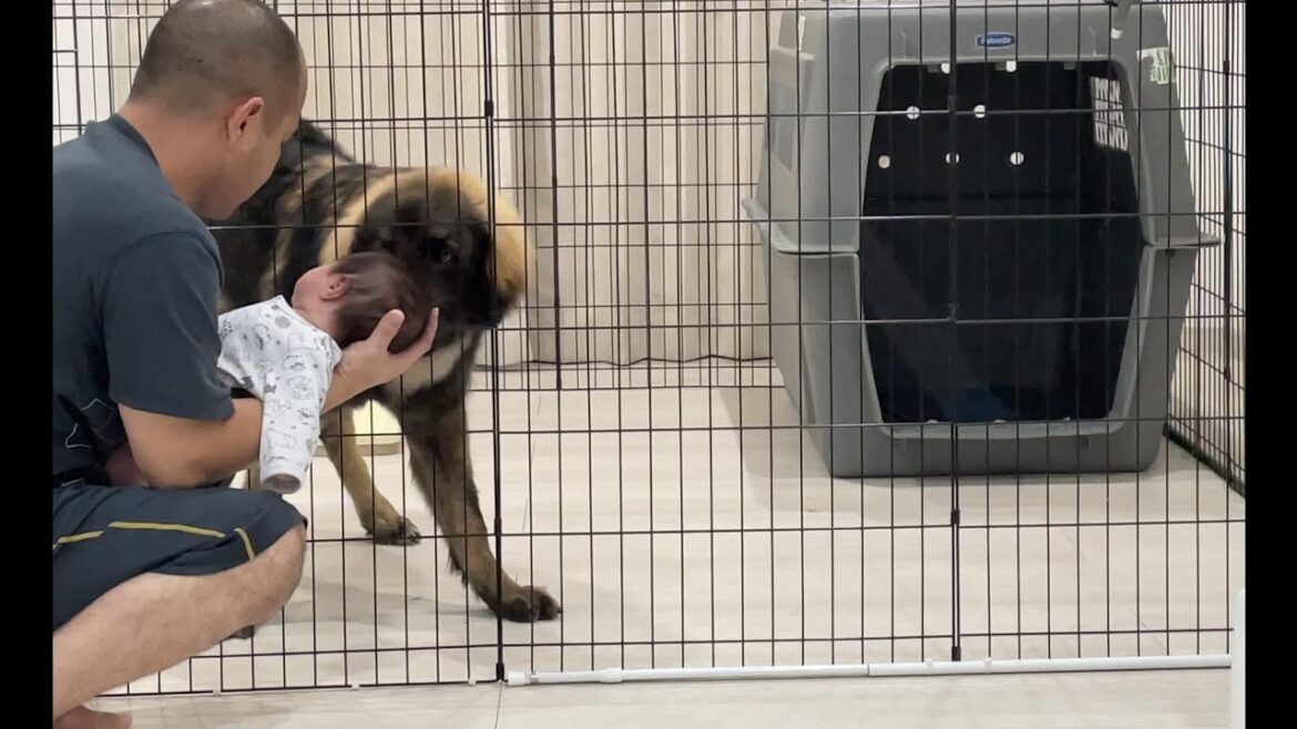 【超大型犬】　かまって欲しいお年頃　Leonberger　レオンベルガー