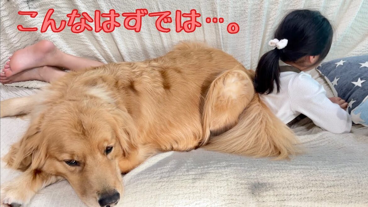 大好きな娘の背中に乗りたかったのに、想像以上に自分がデカすぎた大型犬クッキー【ゴールデンレトリバーとミニチュアダックスフンド】