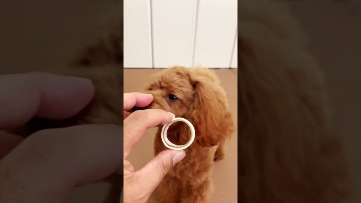できないこともあるトイプードル