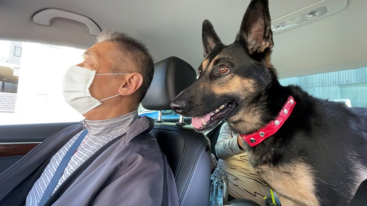 じいじの車に乗せてもらったら、愛犬の様子がいつもとこんなに違う！【ジャーマンシェパード】