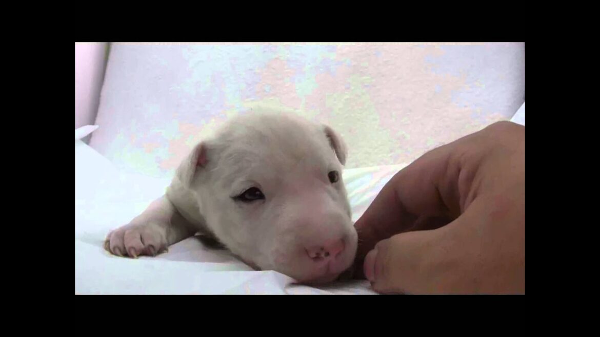 ミニチュアブルテリアの子犬03