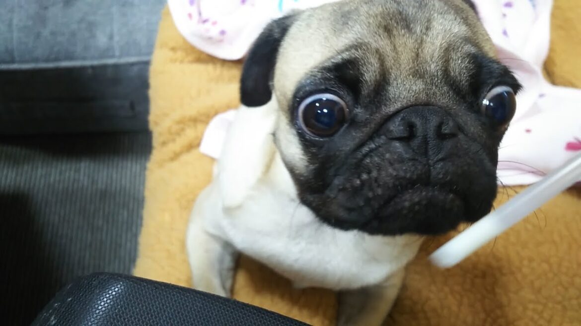 【pug】ミルミル大好きパグPugs love yogurt drinks.