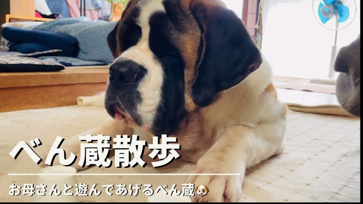 【セントバーナード】べん蔵がお母さんと遊んであげる様子です🐶