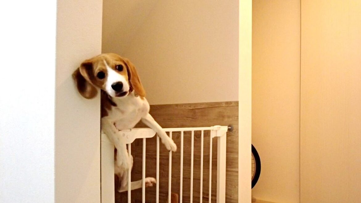 あの頃は脱走犬【ビーグル犬】