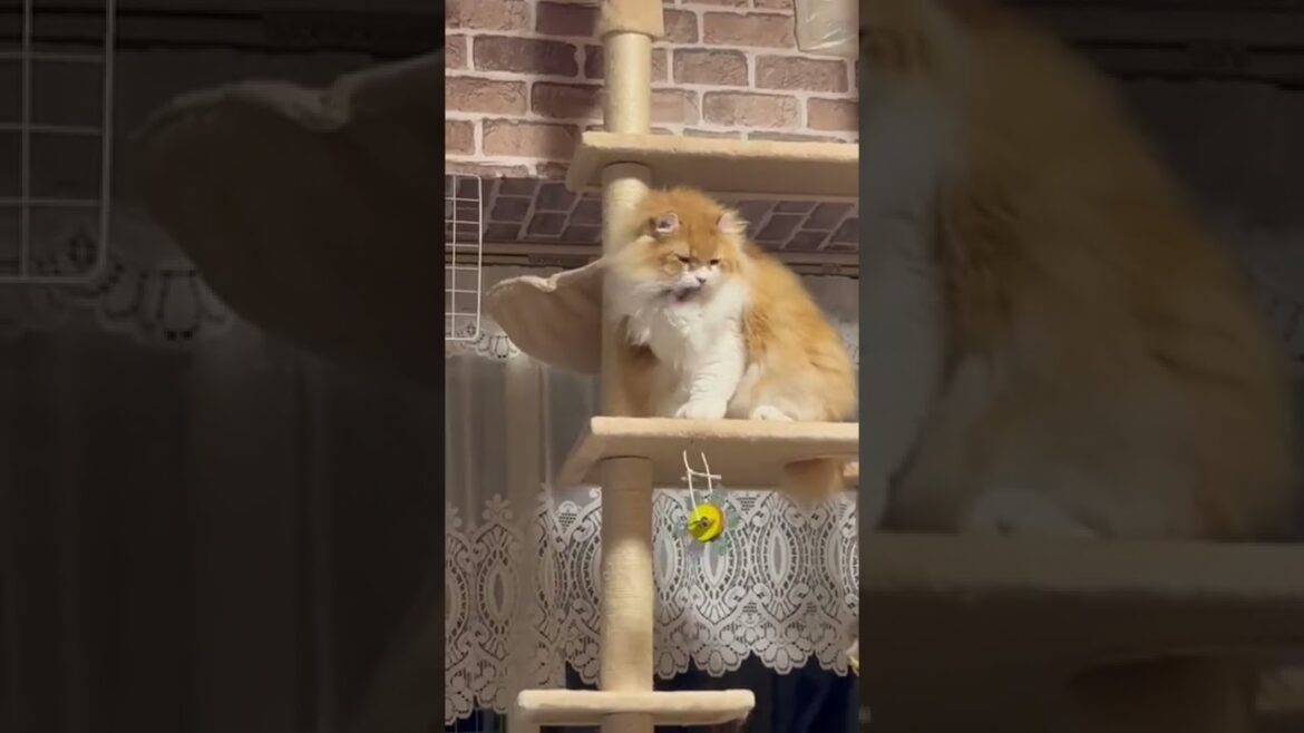 【ｱﾒﾘｶﾝｶｰﾙmocca】あらいぐまっぽい猫？ #shorts  #猫 #アメリカンカール #cat