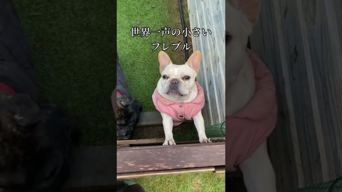 世界一声の小さいフレンチブルドッグ#犬 #フレブル #子犬
