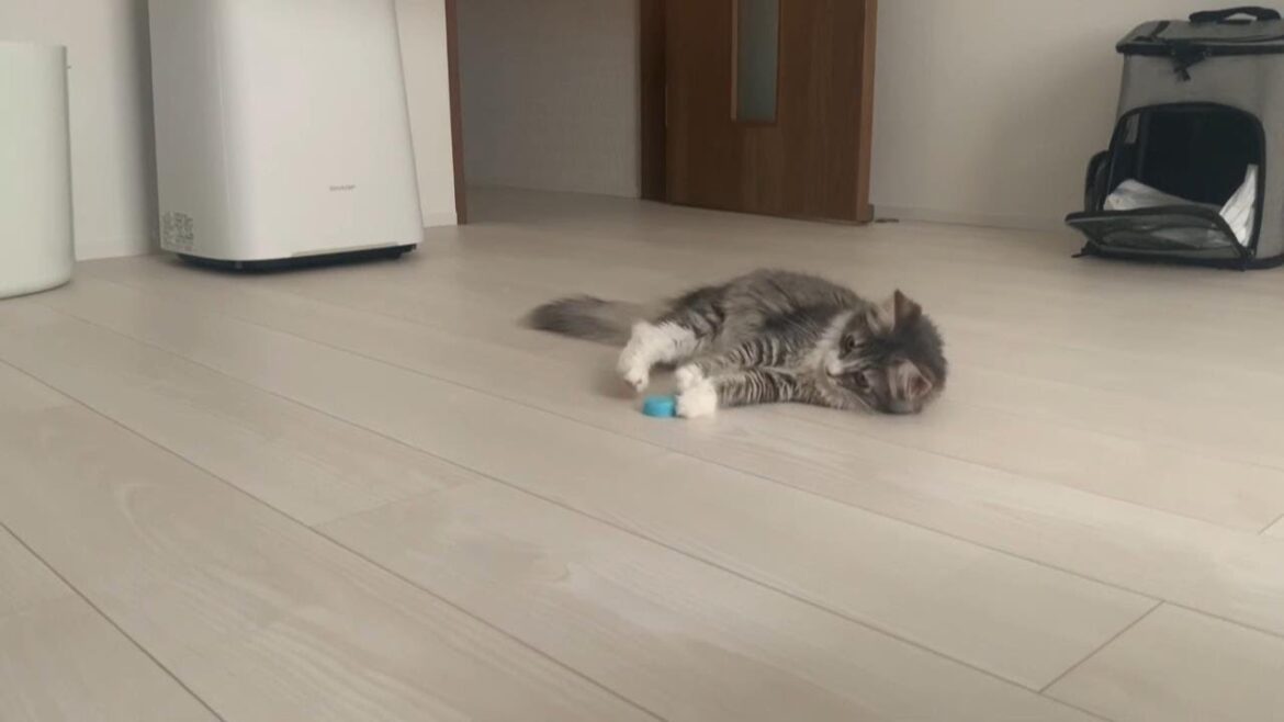 04 ひとり遊びをするお猫様【ノルウェージャンフォレストキャット】