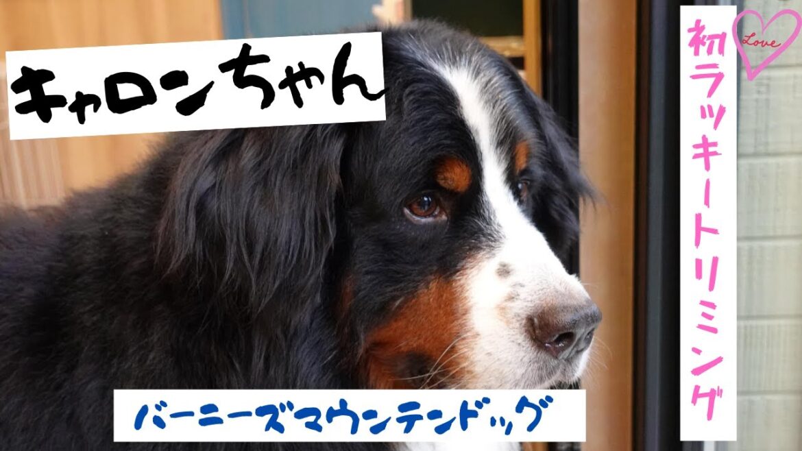 バーニーズマウンテンドッグのキャロンちゃんのトリミング！