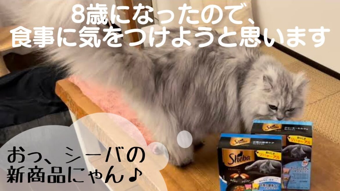 【猫品種ラガマフィン】8歳になったので食事に気をつけようと思います