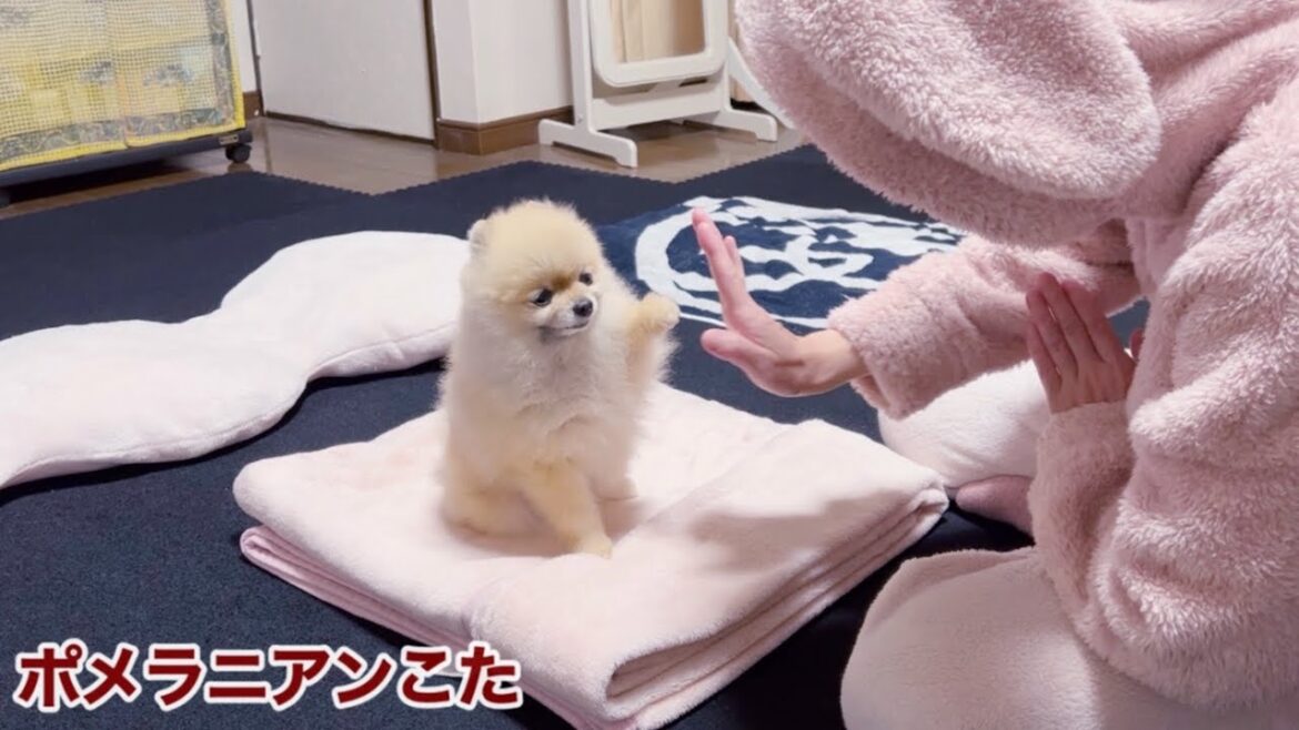 飼い主にアルプス一万尺を付き合わされる極小ポメラニアン