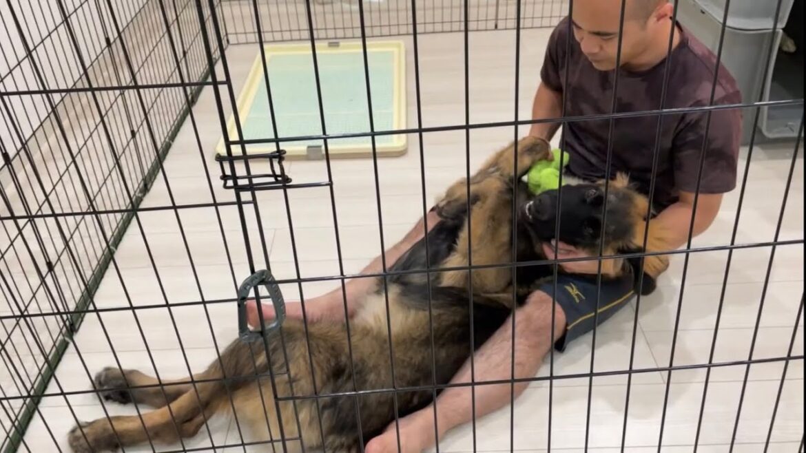 【超大型犬】　ヤキモチ　Leonberger　レオンベルガー