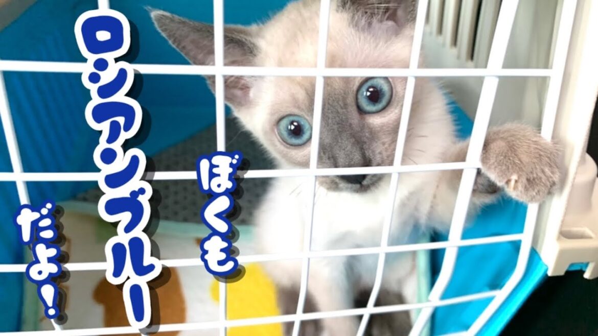 【1日目】白いロシアンブルーの子猫がやって来た♪｜スコティッシュフォールド＆ロシアンブルー