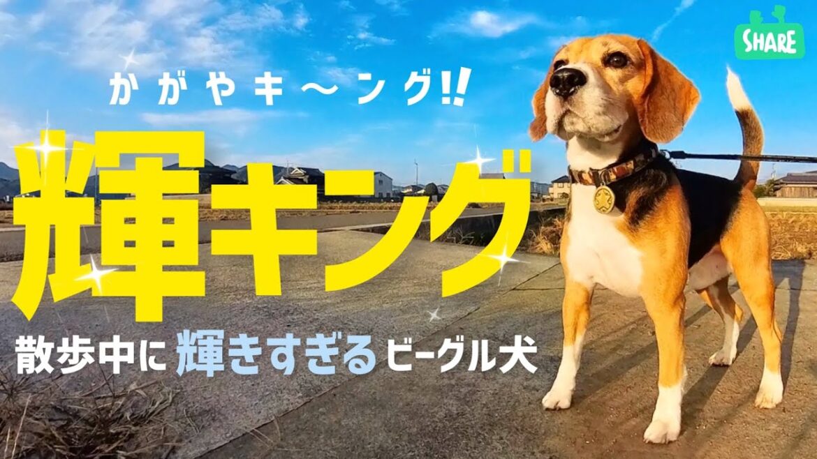 ビーグル犬　散歩中に輝きすぎるっ！