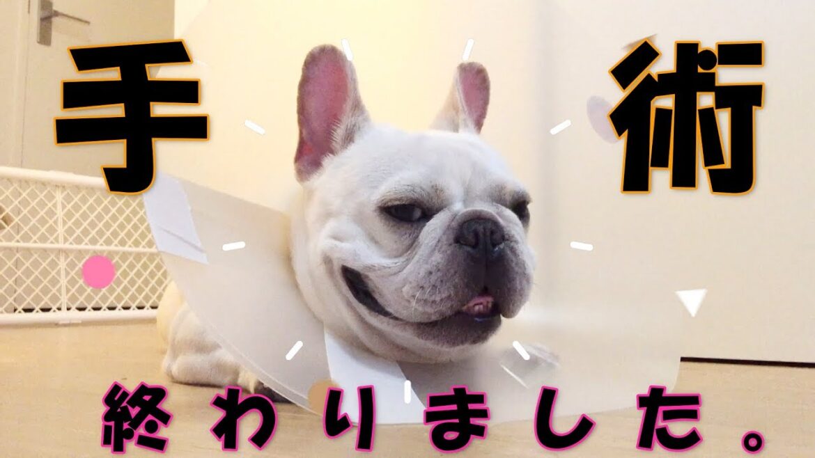 去勢手術から性格も変わった？【フレンチブルドッグ】