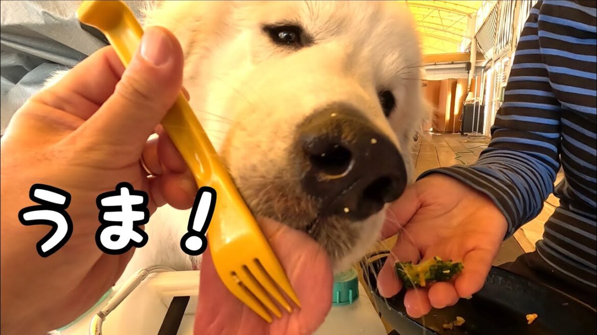 【グレートピレニーズ】ムギとシーサイドでランチ♡オシャレに食い散らかしました