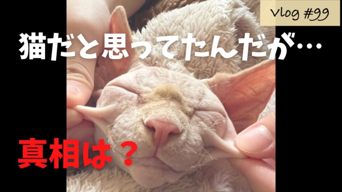 …犬なのかもしれない。【スフィンクス猫】 …犬なのかもしれない。【スフィンクス猫】