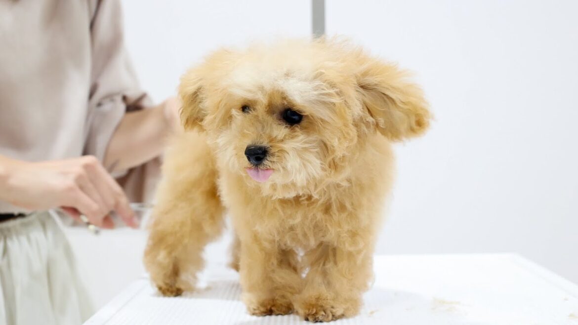生後3ヶ月の子犬のトイプードルをトリミング！！短い手足が可愛すぎました！