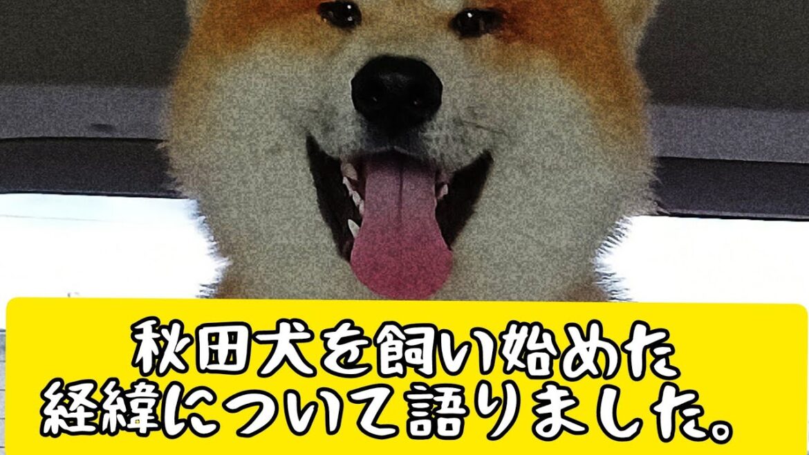 秋田犬を飼い始めた経緯について