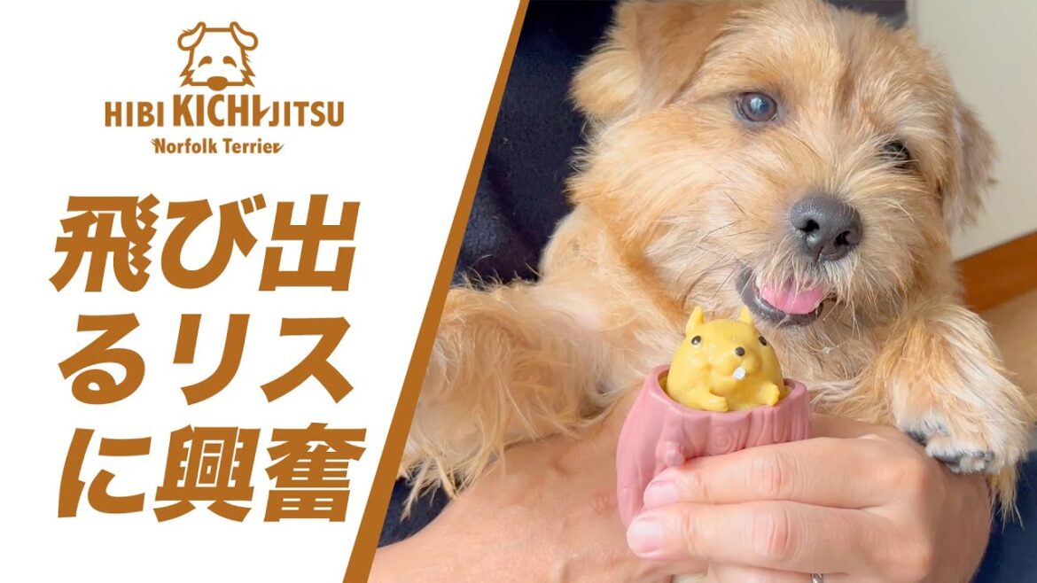 飛び出るリスに大興奮！の愛犬キチ 【ノーフォークテリア norfolkterrier 】
