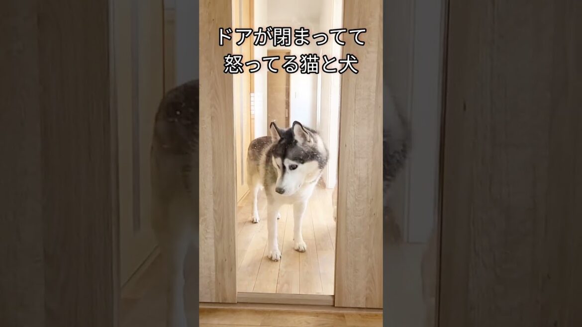 ドアが閉まってて怒ってる猫と犬がこちら 笑…#shorts