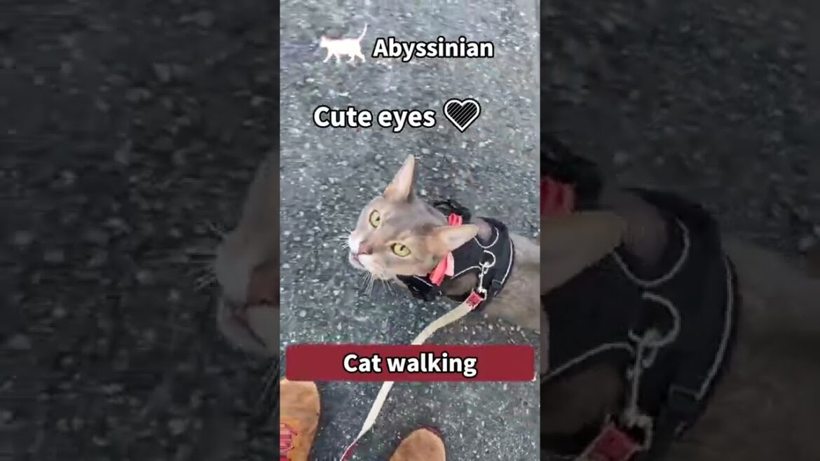 (アビシニアン) 猫散歩 cute eyes #shorts