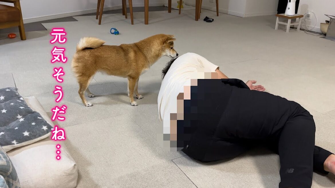 病み上がりの飼い主がぶっ壊れて愛想を尽かす柴犬