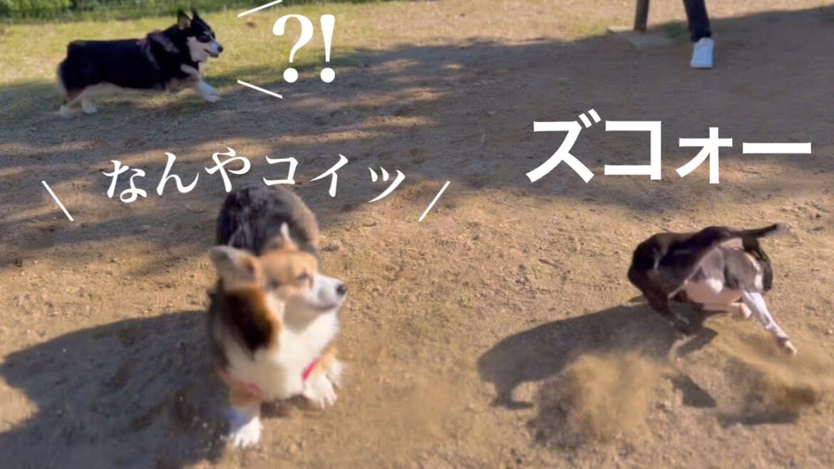 お友達と遊びたいんだけど空回りしてしまう残念な犬はこちら【ボストンテリア/ドッグラン】